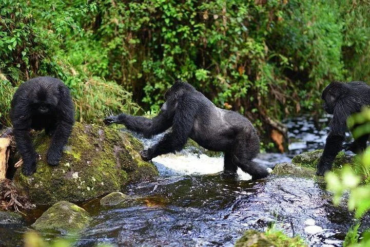 Mountain gorillas crossing a stream in the forest