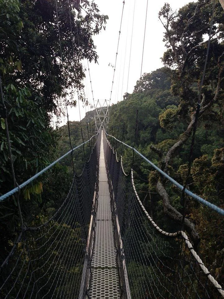 Canopy walk bridge surrounded by Rwandan forest