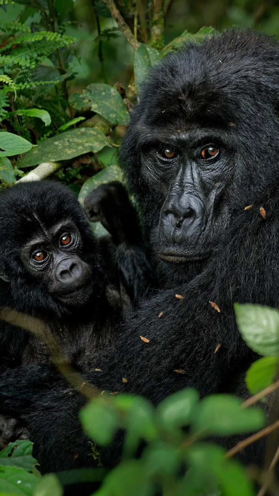 Gorilla family in a green Rwandan forest